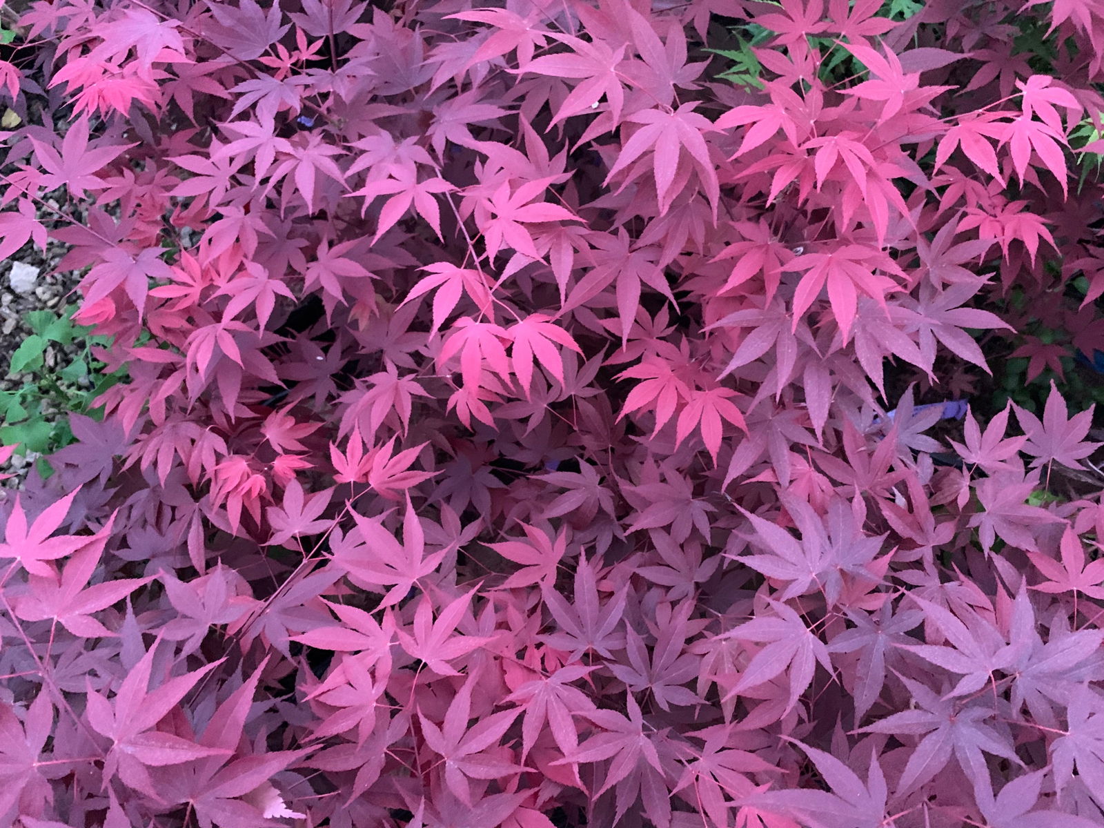 【最終】ナーチャー　アウフヘーベン Buy Acer palmatum 'Hefner's Red' Japanese Maple — Mr Maple │ Buy