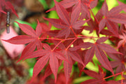 - Acer palmatum 'Hefner's Red' Japanese Maple - Mr Maple │ Buy Japanese Maple Trees