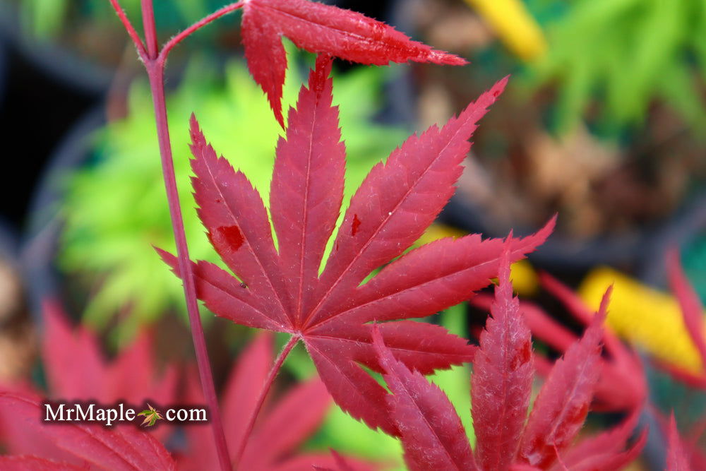 Buy Acer palmatum 'Hess Red Select' Japanese Maple — Mr Maple