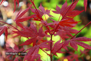 - Acer palmatum 'Hess Red Select' Japanese Maple - Mr Maple │ Buy Japanese Maple Trees