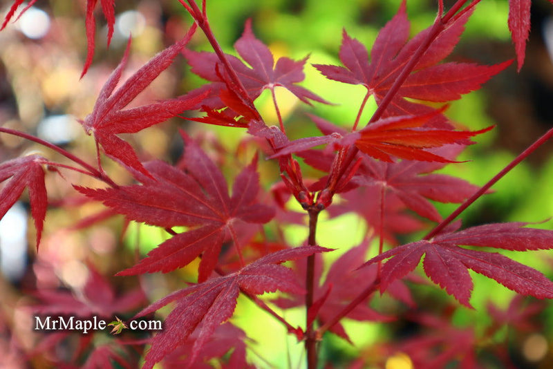 - Acer palmatum 'Hess Red Select' Japanese Maple - Mr Maple │ Buy Japanese Maple Trees
