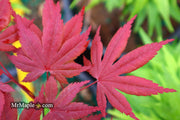 - Acer palmatum 'Hess Red Select' Japanese Maple - Mr Maple │ Buy Japanese Maple Trees