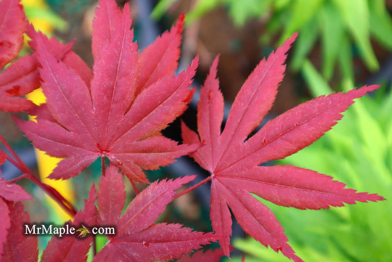 - Acer palmatum 'Hess Red Select' Japanese Maple - Mr Maple │ Buy Japanese Maple Trees