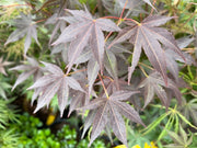 - Acer palmatum 'Hess Red Select' Japanese Maple - Mr Maple │ Buy Japanese Maple Trees