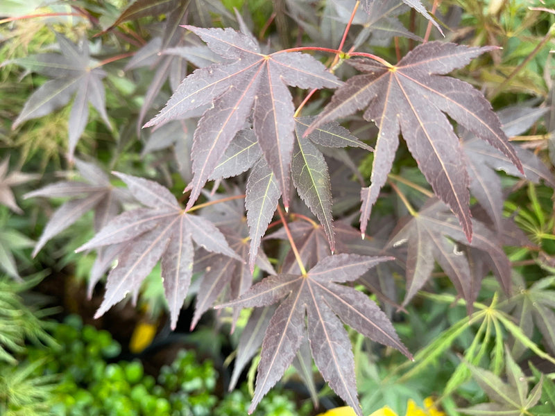 - Acer palmatum 'Hess Red Select' Japanese Maple - Mr Maple │ Buy Japanese Maple Trees
