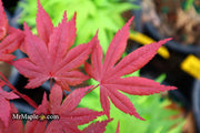 - Acer palmatum 'Hess Red Select' Japanese Maple - Mr Maple │ Buy Japanese Maple Trees