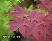 - Acer palmatum 'Hi-no-tsukasa' Japanese Maple - Mr Maple │ Buy Japanese Maple Trees