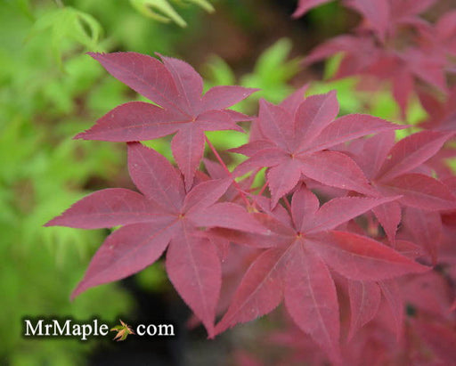 - Acer palmatum 'Hi-no-tsukasa' Japanese Maple - Mr Maple │ Buy Japanese Maple Trees