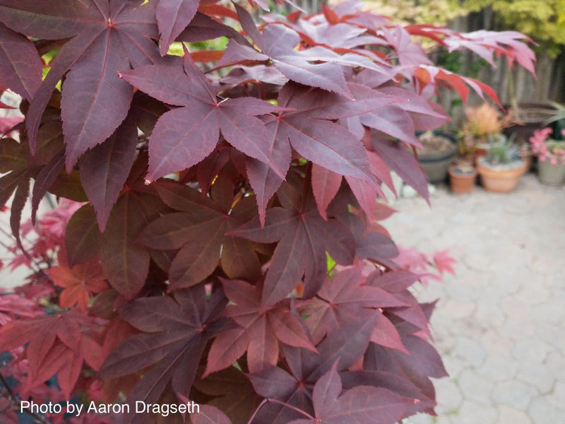 - Acer palmatum 'Hi-no-tsukasa' Japanese Maple - Mr Maple │ Buy Japanese Maple Trees