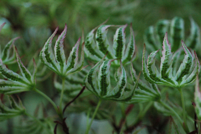 - Acer palmatum 'Higasayama' Japanese Maple - Mr Maple │ Buy Japanese Maple Trees