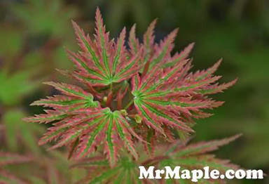 - Acer palmatum 'Higasayama' Japanese Maple - Mr Maple │ Buy Japanese Maple Trees