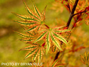 - Acer palmatum 'Higasayama' Japanese Maple - Mr Maple │ Buy Japanese Maple Trees