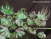 - Acer palmatum 'Higasayama' Japanese Maple - Mr Maple │ Buy Japanese Maple Trees