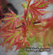 - Acer palmatum 'Higasayama' Japanese Maple - Mr Maple │ Buy Japanese Maple Trees