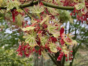 - Acer palmatum 'Higasayama' Japanese Maple - Mr Maple │ Buy Japanese Maple Trees