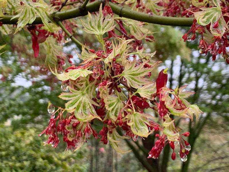- Acer palmatum 'Higasayama' Japanese Maple - Mr Maple │ Buy Japanese Maple Trees