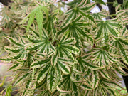 - Acer palmatum 'Higasayama' Japanese Maple - Mr Maple │ Buy Japanese Maple Trees