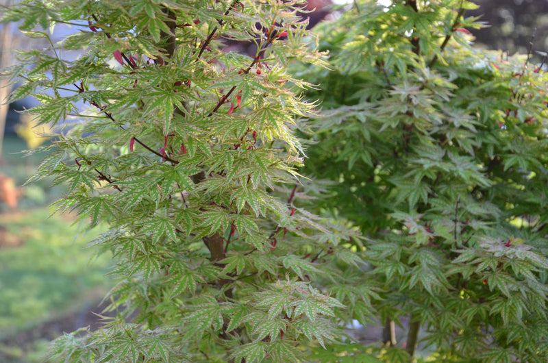 - Acer palmatum 'Higasayama' Japanese Maple - Mr Maple │ Buy Japanese Maple Trees