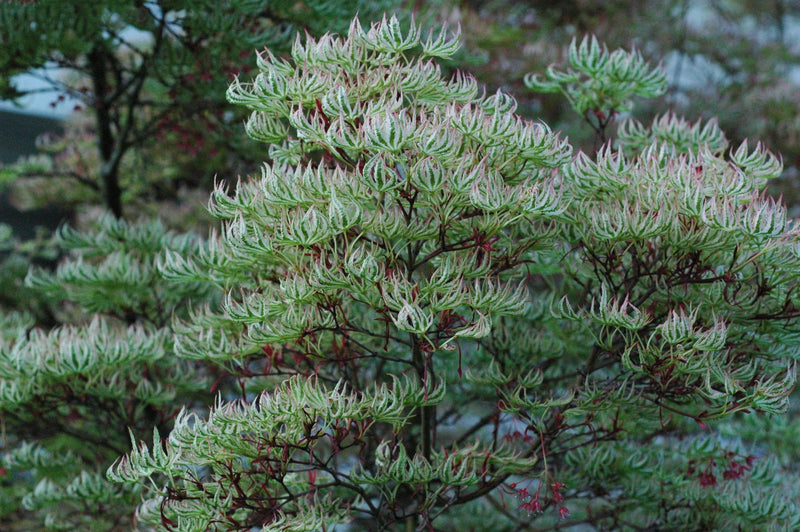 - Acer palmatum 'Higasayama' Japanese Maple - Mr Maple │ Buy Japanese Maple Trees
