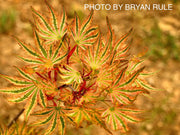 - Acer palmatum 'Higasayama' Japanese Maple - Mr Maple │ Buy Japanese Maple Trees