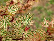 - Acer palmatum 'Higasayama' Japanese Maple - Mr Maple │ Buy Japanese Maple Trees
