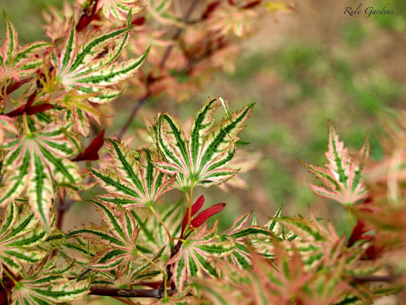 - Acer palmatum 'Higasayama' Japanese Maple - Mr Maple │ Buy Japanese Maple Trees