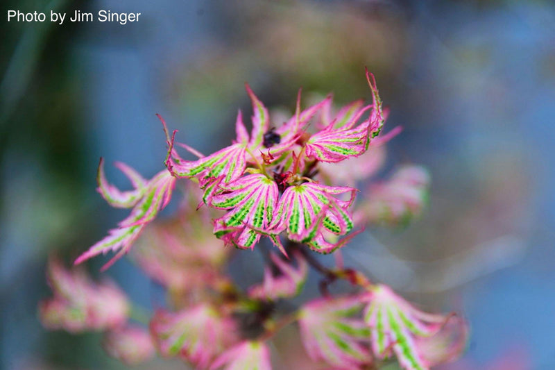 - Acer palmatum 'Higasayama' Japanese Maple - Mr Maple │ Buy Japanese Maple Trees