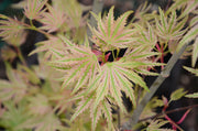 - Acer palmatum 'Higasayama' Japanese Maple - Mr Maple │ Buy Japanese Maple Trees