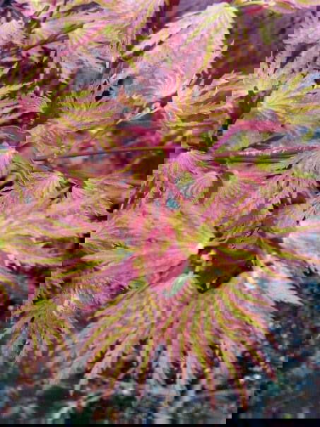 - Acer palmatum 'Higasayama' Japanese Maple - Mr Maple │ Buy Japanese Maple Trees