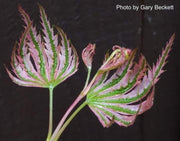 - Acer palmatum 'Higasayama' Japanese Maple - Mr Maple │ Buy Japanese Maple Trees