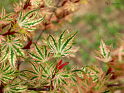 - Acer palmatum 'Higasayama' Japanese Maple - Mr Maple │ Buy Japanese Maple Trees