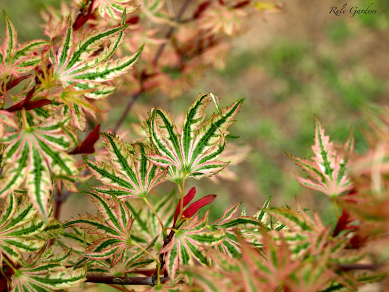 - Acer palmatum 'Higasayama' Japanese Maple - Mr Maple │ Buy Japanese Maple Trees