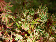 - Acer palmatum 'Higasayama' Japanese Maple - Mr Maple │ Buy Japanese Maple Trees