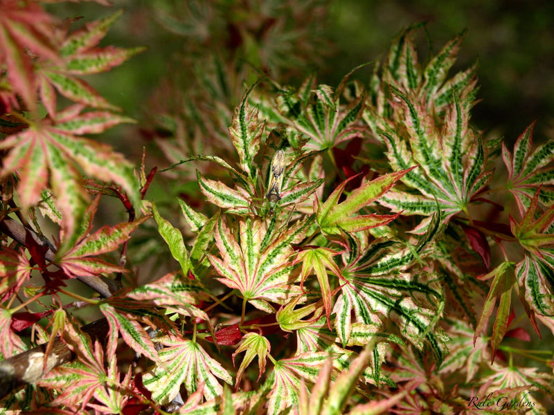 - Acer palmatum 'Higasayama' Japanese Maple - Mr Maple │ Buy Japanese Maple Trees