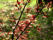 - Acer palmatum 'Higasayama' Japanese Maple - Mr Maple │ Buy Japanese Maple Trees