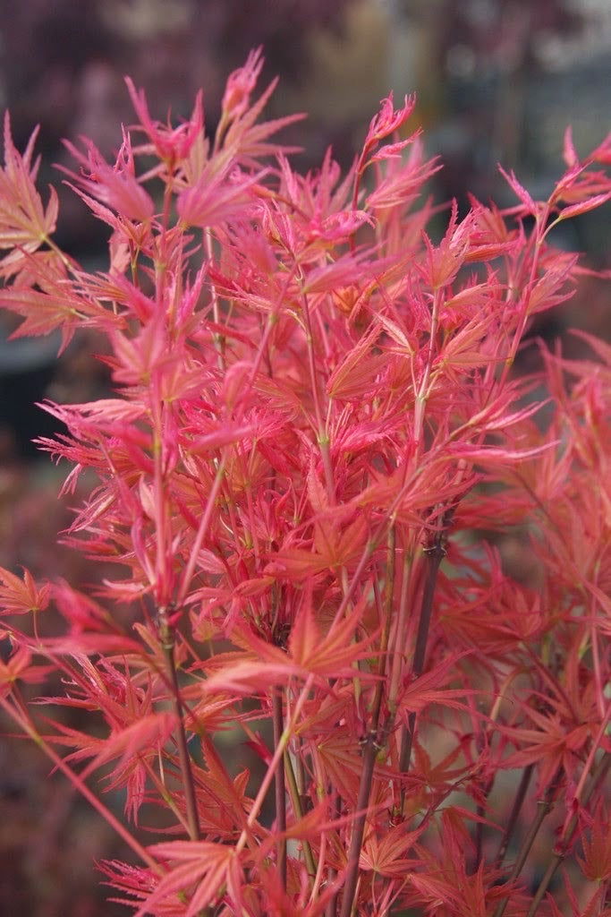 Buy Acer palmatum 'Hino tori nishiki' Japanese Maple — Mr Maple