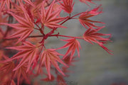 - Acer palmatum 'Hino tori nishiki' Japanese Maple - Mr Maple │ Buy Japanese Maple Trees