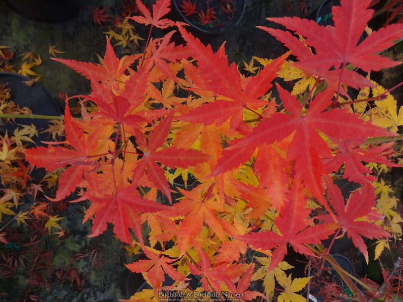 - Acer palmatum 'Hino tori nishiki' Japanese Maple - Mr Maple │ Buy Japanese Maple Trees