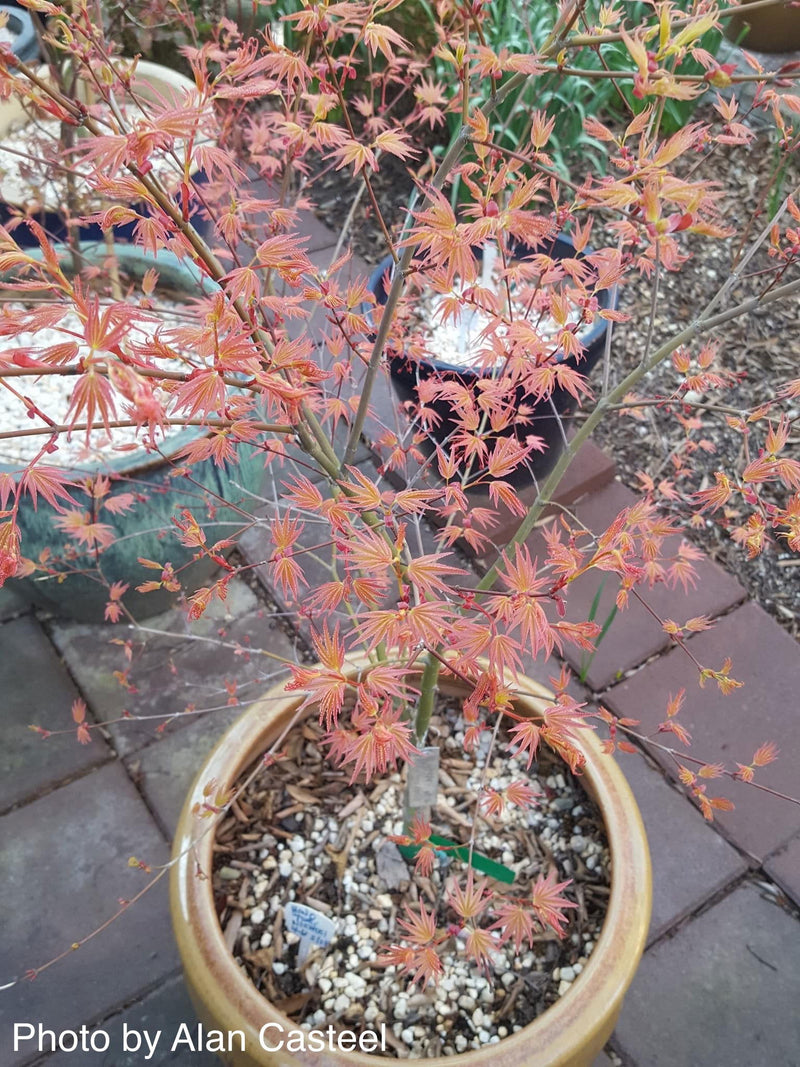 - Acer palmatum 'Hino tori nishiki' Japanese Maple - Mr Maple │ Buy Japanese Maple Trees