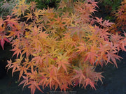 - Acer palmatum 'Hino tori nishiki' Japanese Maple - Mr Maple │ Buy Japanese Maple Trees