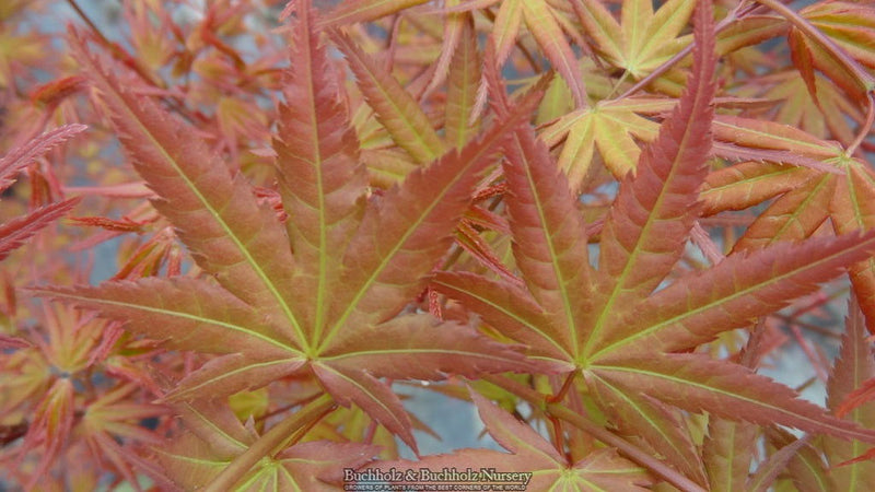 - Acer palmatum 'Hino tori nishiki' Japanese Maple - Mr Maple │ Buy Japanese Maple Trees