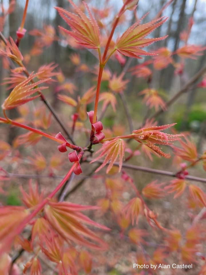- Acer palmatum 'Hino tori nishiki' Japanese Maple - Mr Maple │ Buy Japanese Maple Trees