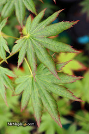 - Acer palmatum 'Hitode' Starfish Japanese Maple - Mr Maple │ Buy Japanese Maple Trees