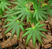 - Acer palmatum 'Hitode' Starfish Japanese Maple - Mr Maple │ Buy Japanese Maple Trees