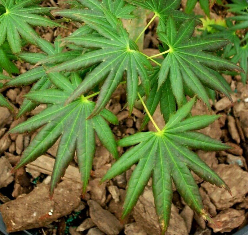 - Acer palmatum 'Hitode' Starfish Japanese Maple - Mr Maple │ Buy Japanese Maple Trees