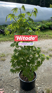 - Acer palmatum 'Hitode' Starfish Japanese Maple - Mr Maple │ Buy Japanese Maple Trees