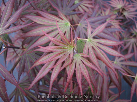 - Acer palmatum 'Hitode' Starfish Japanese Maple - Mr Maple │ Buy Japanese Maple Trees