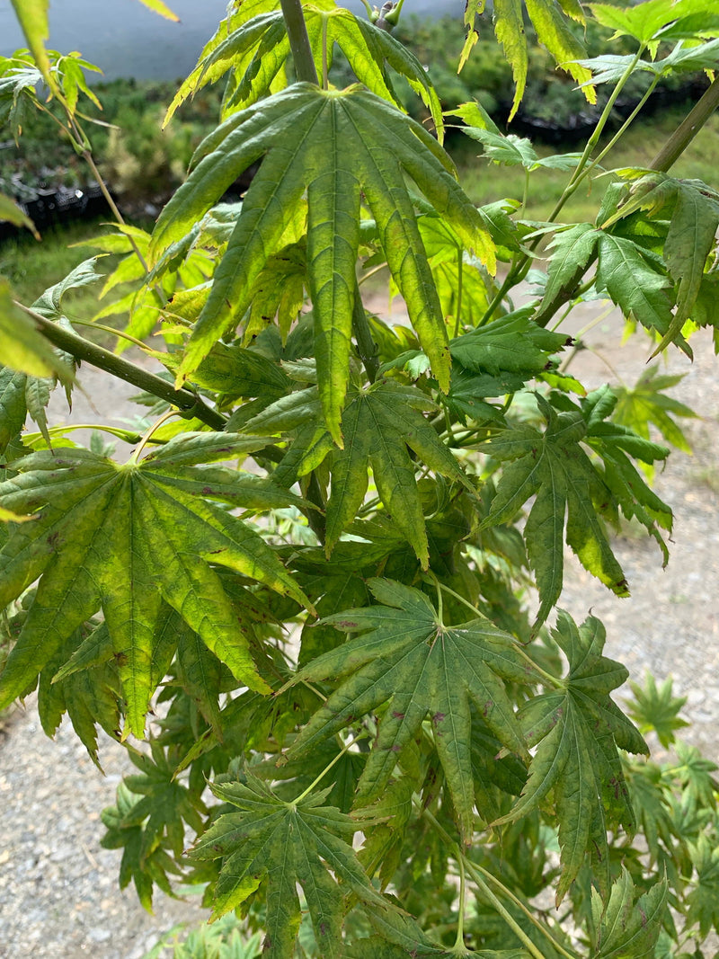 - Acer palmatum 'Hitode' Starfish Japanese Maple - Mr Maple │ Buy Japanese Maple Trees