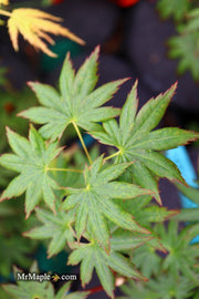 - Acer palmatum 'Hitode' Starfish Japanese Maple - Mr Maple │ Buy Japanese Maple Trees