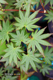 - Acer palmatum 'Hitode' Starfish Japanese Maple - Mr Maple │ Buy Japanese Maple Trees